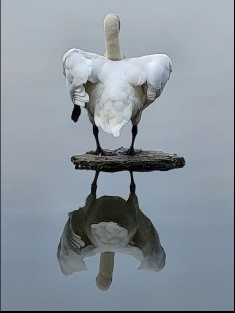 2ème prix Eliane FANJAS -  Cygne lac de Viry Châtillon