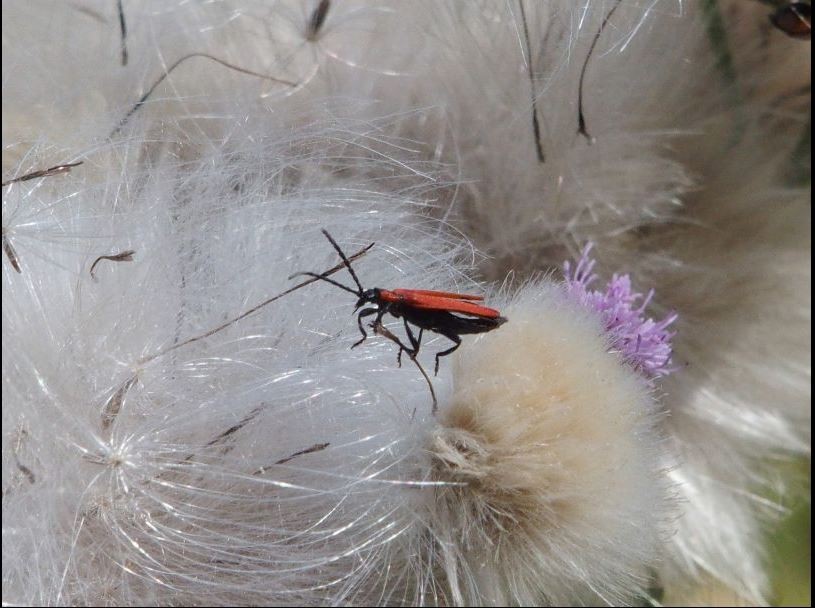 1er prix : Jean Marie VALENTIN Insecte sur le chemin près de la ferme de Braseux