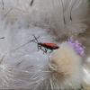 1er prix : Jean Marie VALENTIN Insecte sur le chemin près de la ferme de Braseux